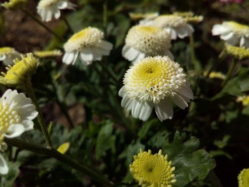 white little flower