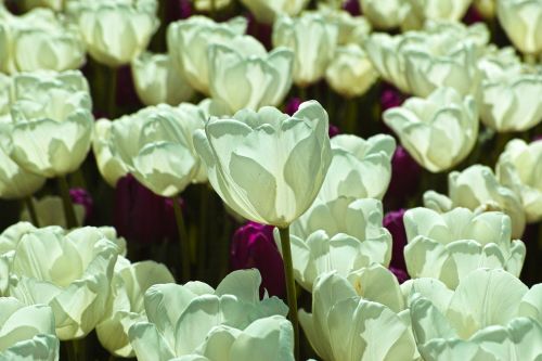 white tulips flower
