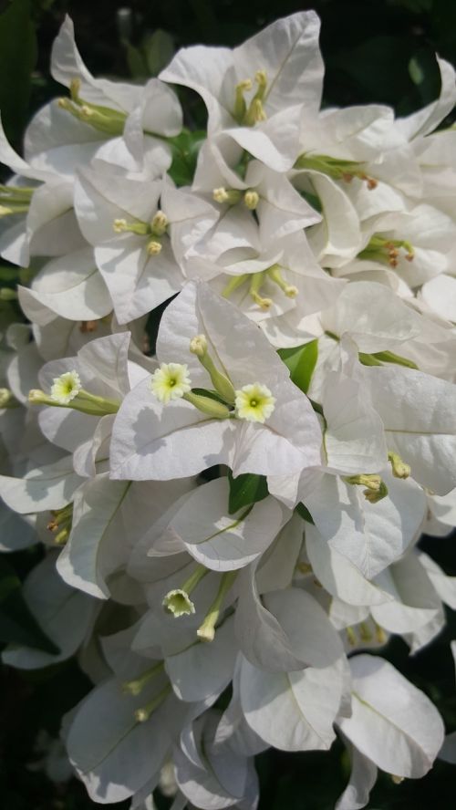 white flower nature