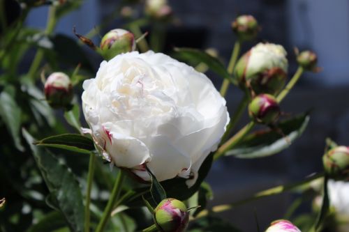 white peony flower