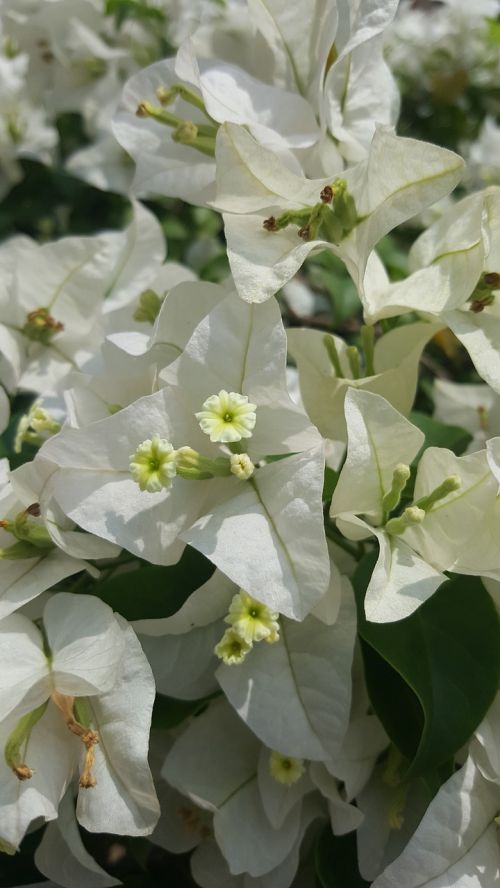 white pure flower