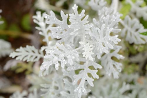 white plants garden