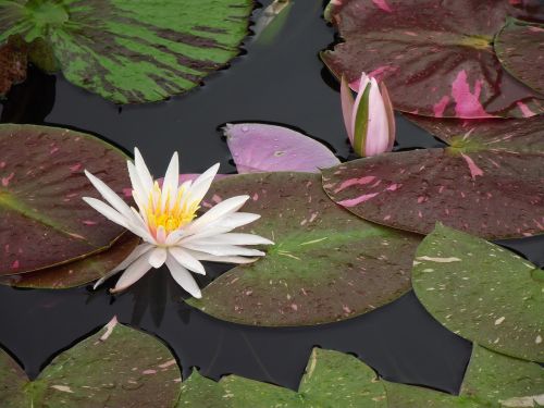white water lily water