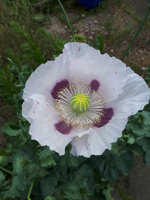 white purple blossom