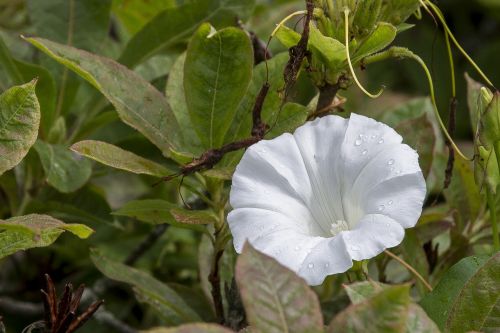 white flower nature