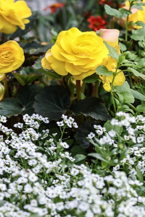 white yellow flower