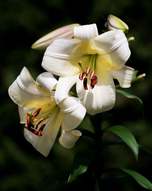 white lilly easter