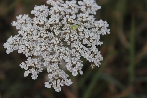 white flower nature