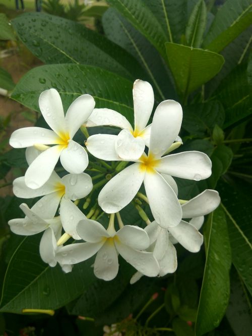 white flowers bunch