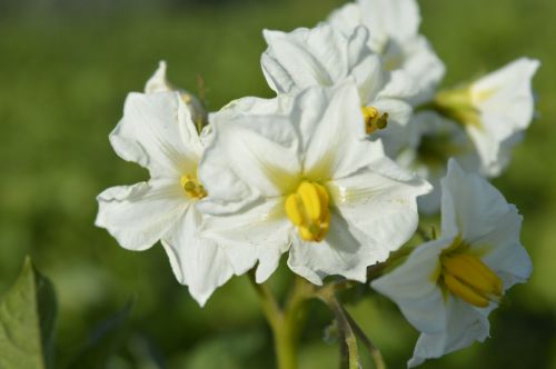 white flower petals