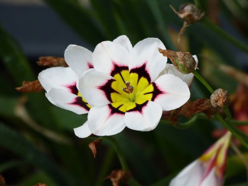 white flower nature