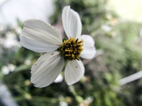 white wildflower macro