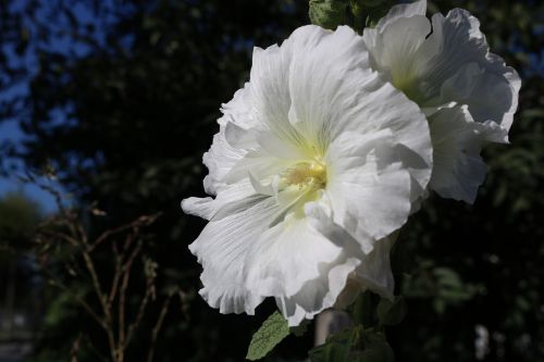 white flower rose