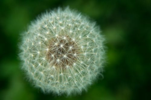 white dandelion flower