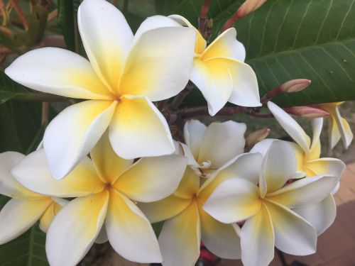 white yellow flower