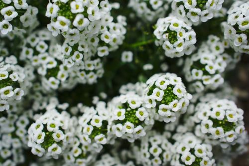 white green flower