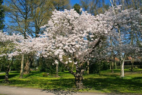 white flowers flowering