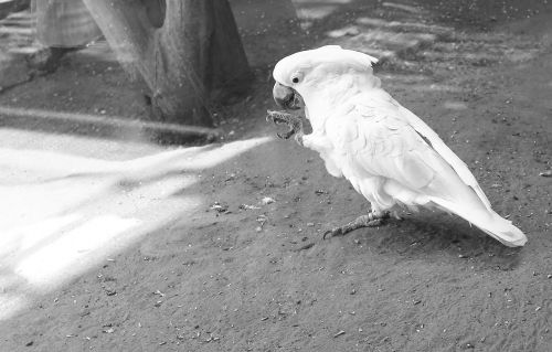 white parrot animal