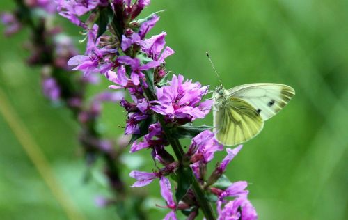 white loosestrife butterfly