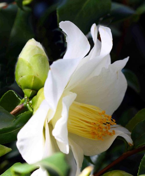 white blossom bloom