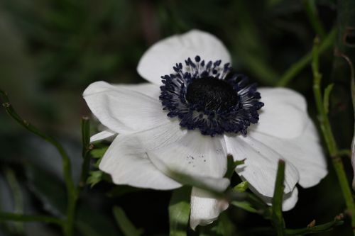 white blossom bloom