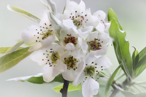 white pear blossom green