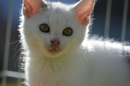 white cat kitten