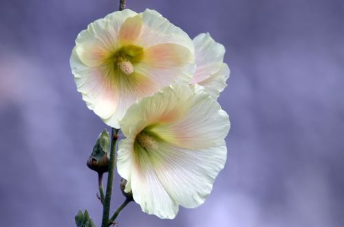 white pink flower