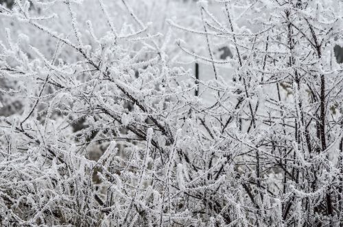 white gel branches