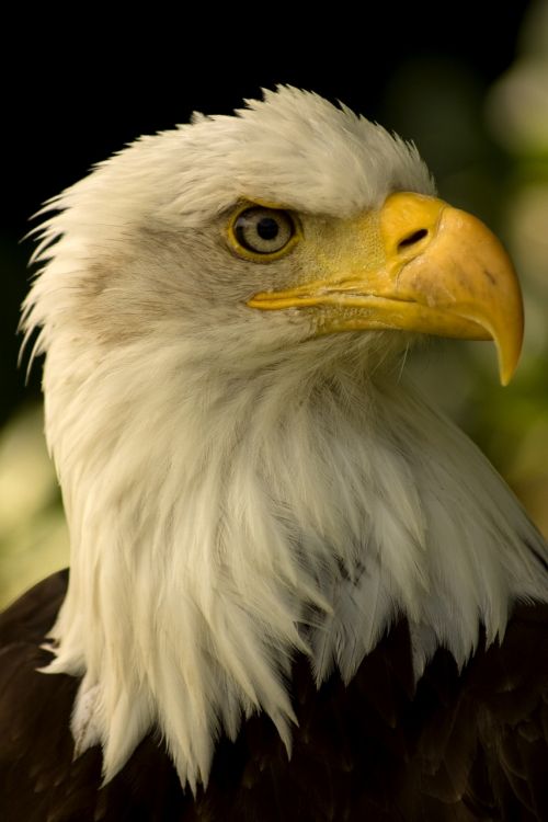 white headed eagle