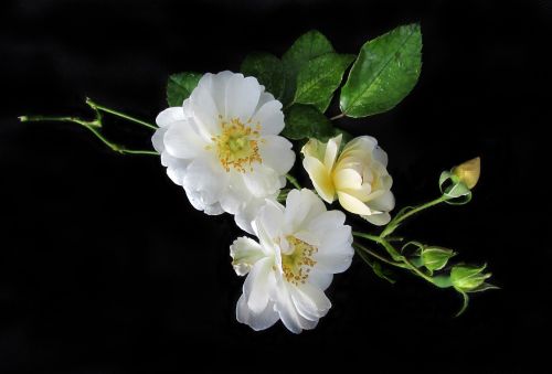 white rose black background