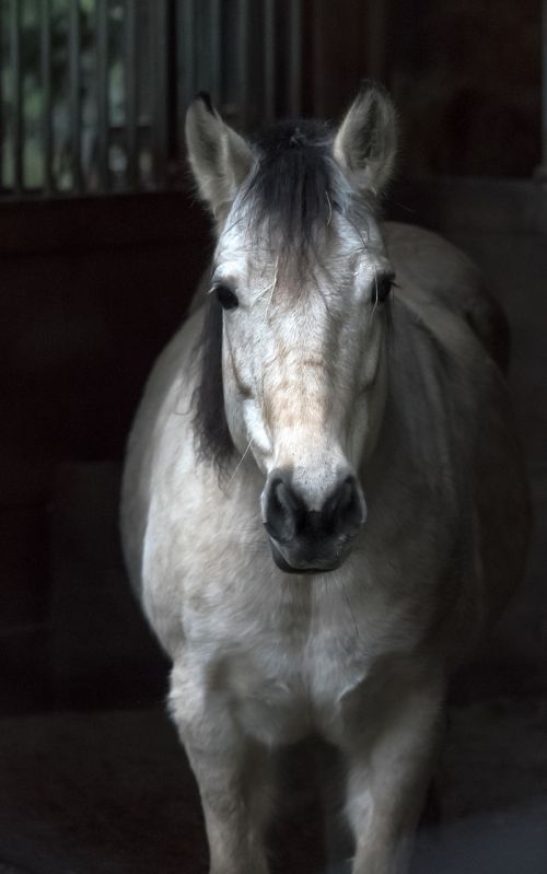 white horse barn