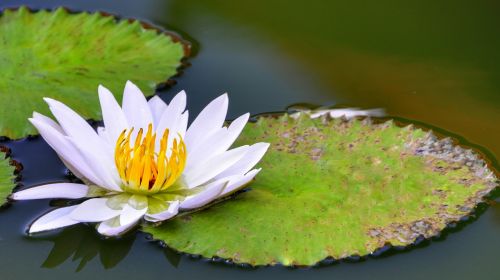 white lotus lily