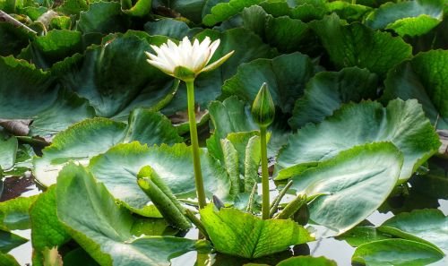 white lily lotus