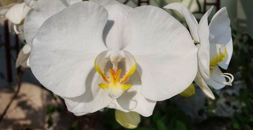 white orchid closeup