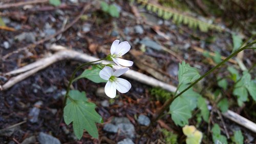 white  flower  nature