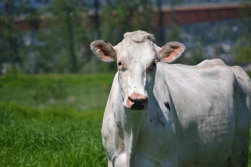 white  cow  looking