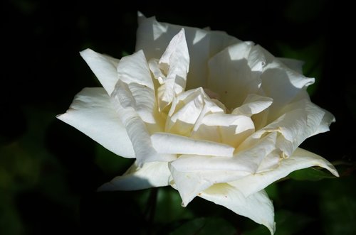 white  rose  flower