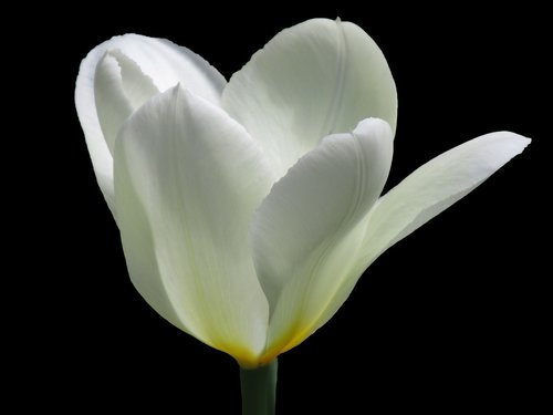 white  tulip  flower