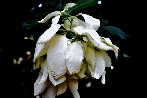 white  flower  white flower