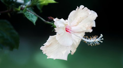 white  hibiscus  blooming