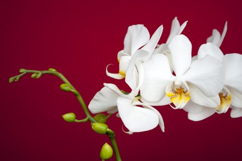 white  orchid  flower