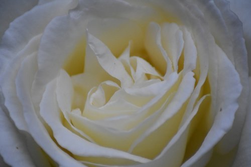 white  flower  macro