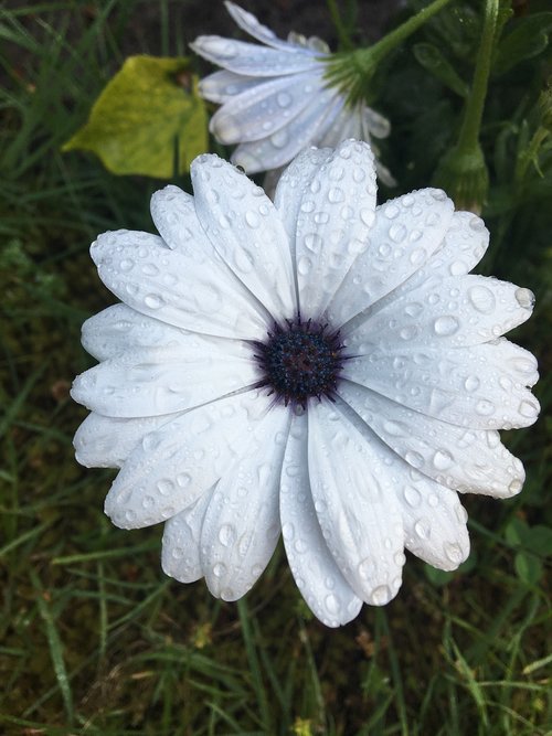 white  purple  petals