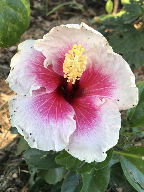 white  pink  hibiscus