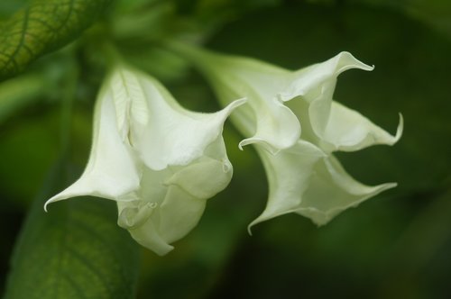 white  flower  two