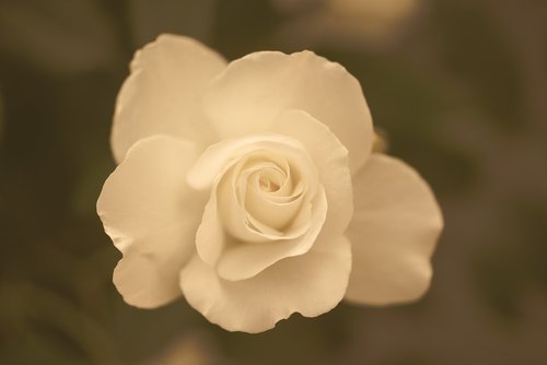 white  rose  sepia