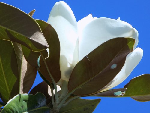 white  flower  blossom