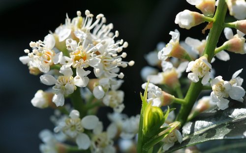 white  flowers  bloom