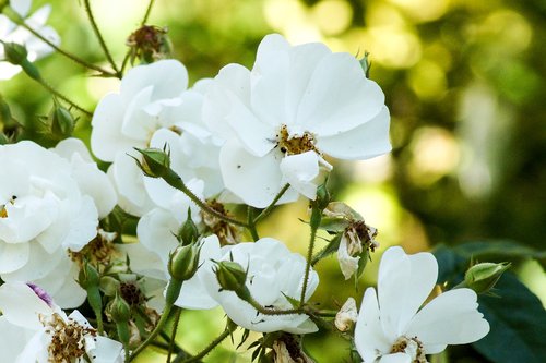 white  blossom  bloom